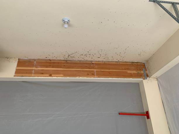  Bayside Gardens, OR Mold Removal Pros